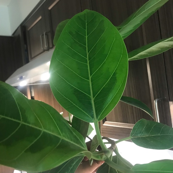 Tall and Large Ficus Audrey - Picture 10 of 16